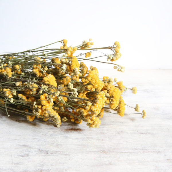 fleurs-séchées-à-la-botte-lona-jaune-origine-atelier-floral