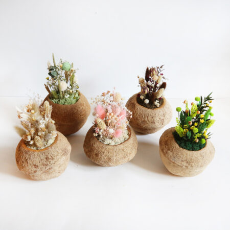 Noix de Sapucaja • Sur commande