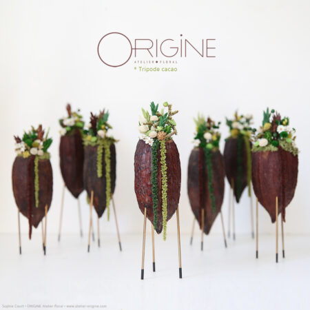 Tripode Cacao
