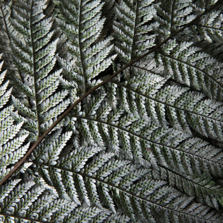 terrarium-serre-durable-sans-entretien-mural-vegetaux-stabilisés-origine-atelier-floral