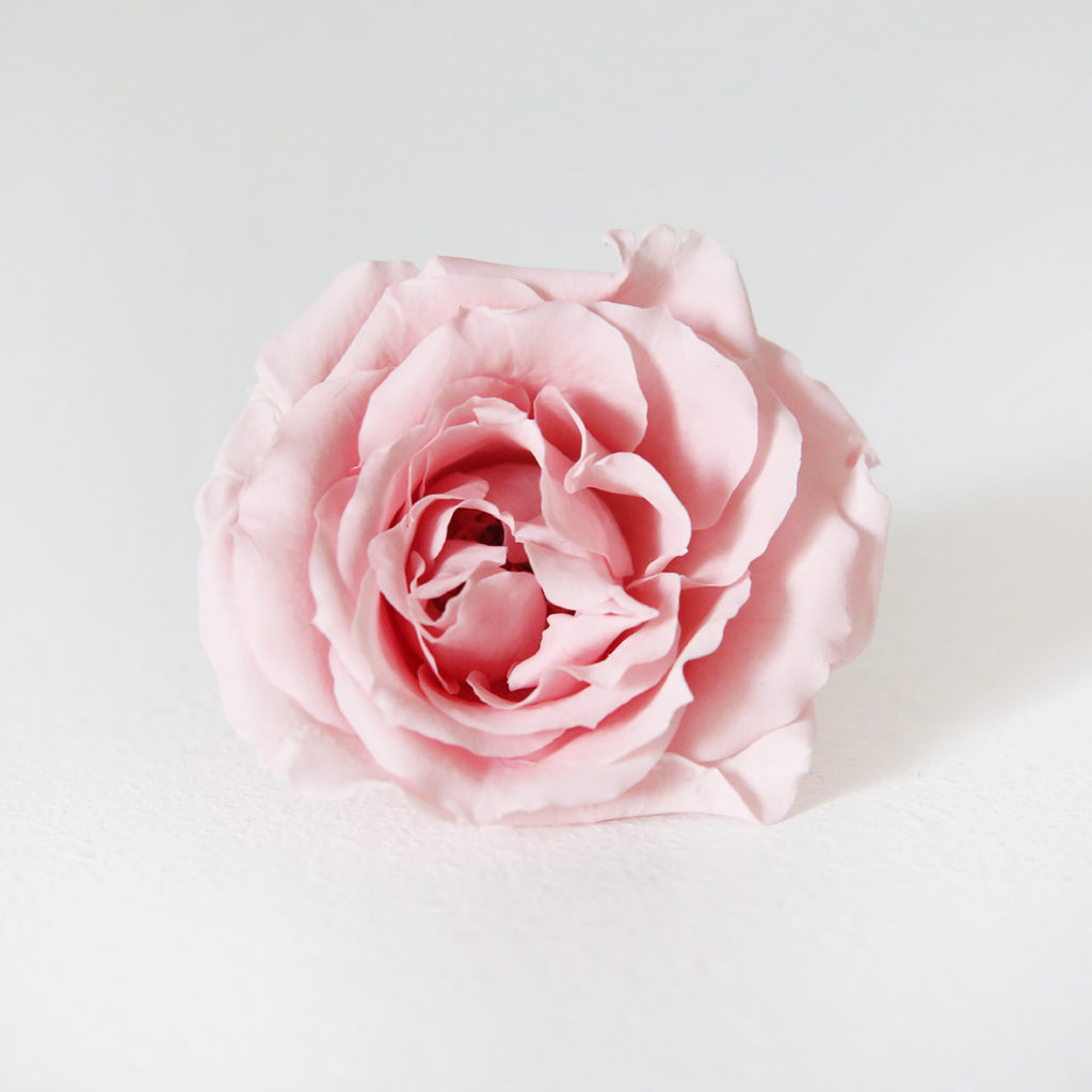 1-rose-majolica-stabilisée-rose-origine-atelier-floral
