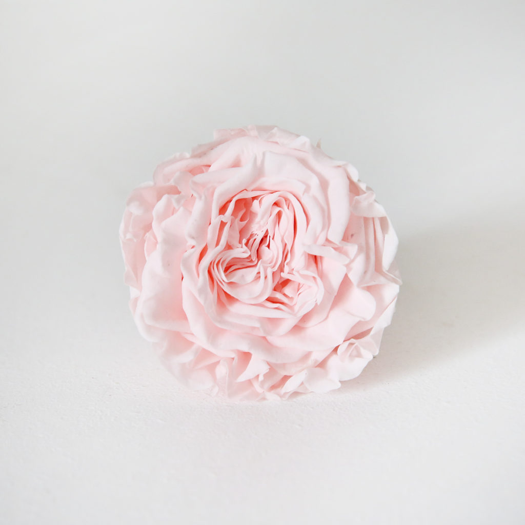 12-rose-stabilisé-rose-pale-origine-atelier-floral
