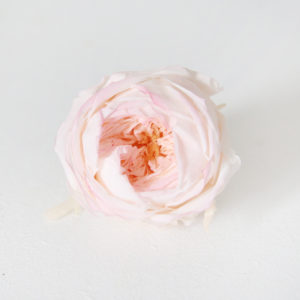 14-rose-stabilisée-rose-japon-origine-atelier-floral