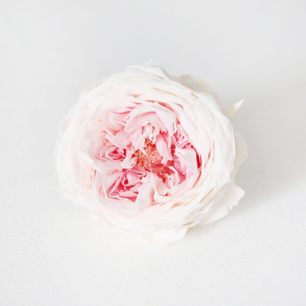 15-rose-anglaise-stabilisée-rose-et-blanc-origine-atelier-floral
