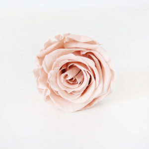 16-rose-stabilisée-champagne-origine-atelier-floral