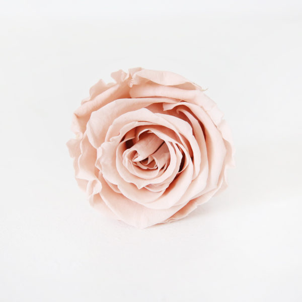 16-rose-stabilisée-champagne-origine-atelier-floral