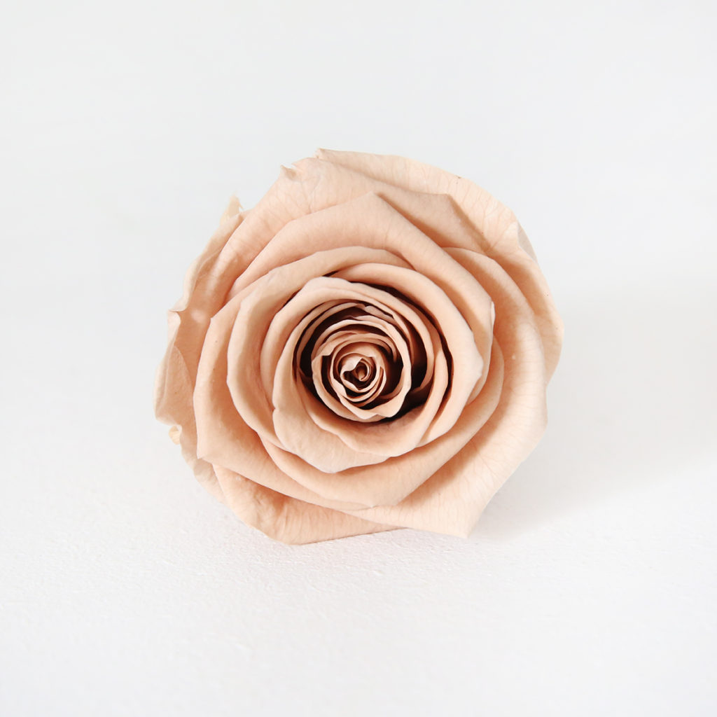 17-rose-stabilisée-nude-origine-atelier-floral
