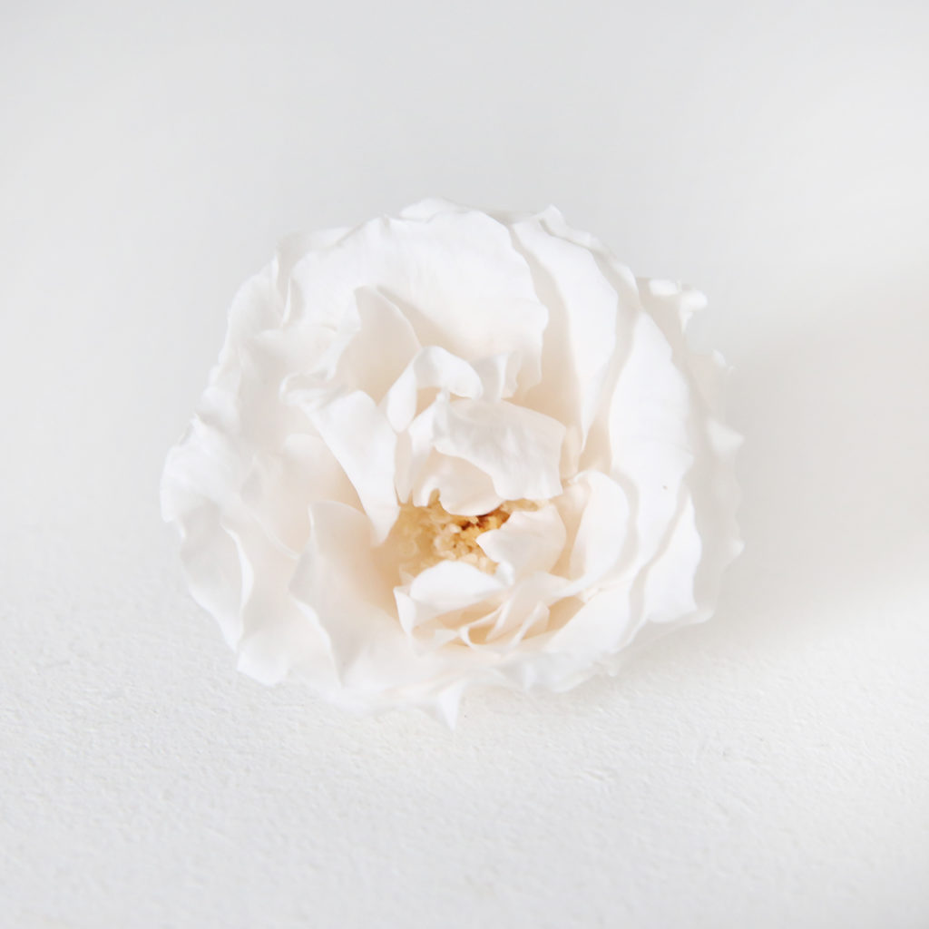 2-rose-majolica-stabilisée-blanc-rosé-origine-atelier-floral