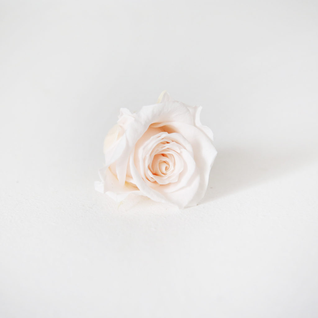 20-bouton-de-rose-stabilisée-rose-pale-origine-atelier-floral