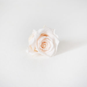 20-bouton-de-rose-stabilisée-rose-pale-origine-atelier-floral