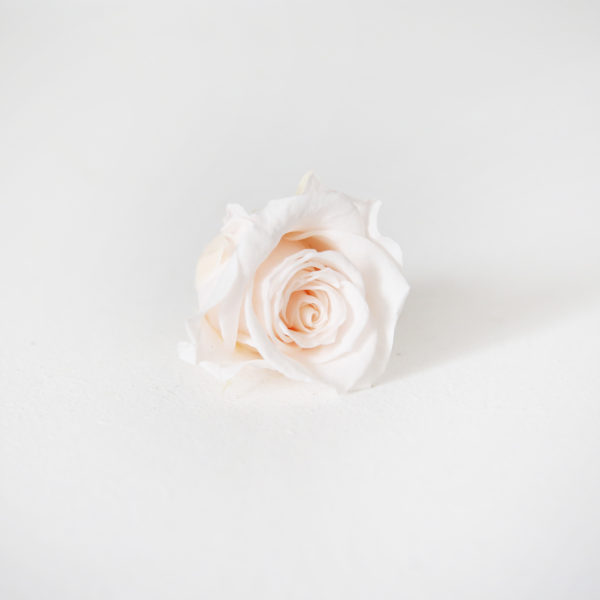 20-bouton-de-rose-stabilisée-rose-pale-origine-atelier-floral