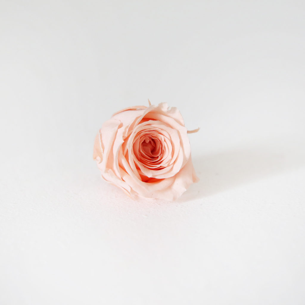 21-bouton-de-rose-stabilisée-pêche-origine-atelier-floral