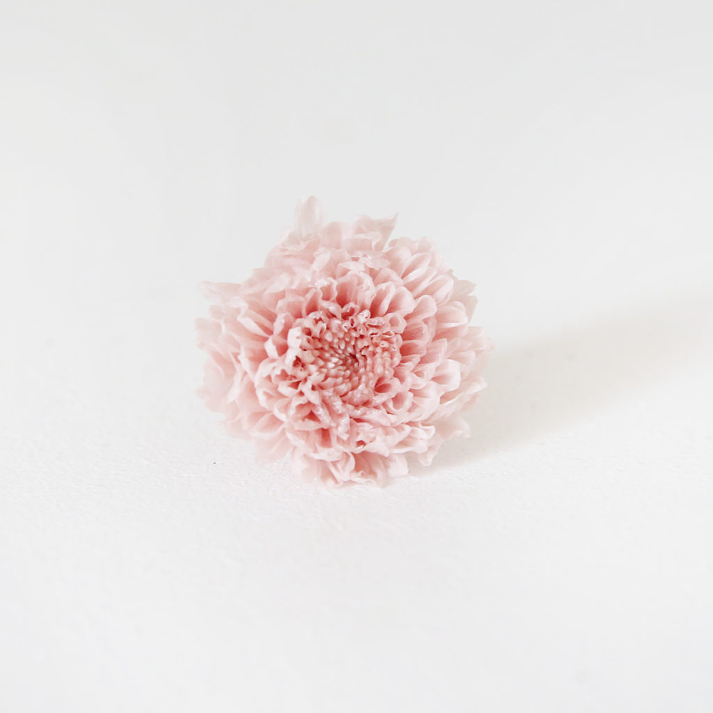 22-chrisantheme-stabilisé-rose-origine-atelier-floral