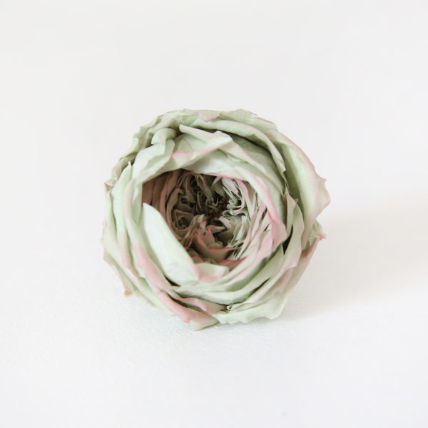 25-rose-stabilisée-du-japon-vert-clair-et-rose-origine-atelier-floral