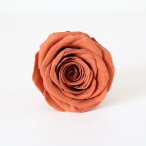 26-rose-stabilisée-terracotta-origine-atelier-floral