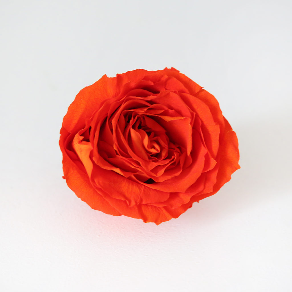 27-rose-stabilisée-rouge-orangé-origine-atelier-floral