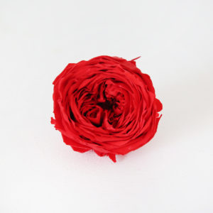 28-rose-anglaise-stabilisée-rouge-vif-origine-atelier-floral