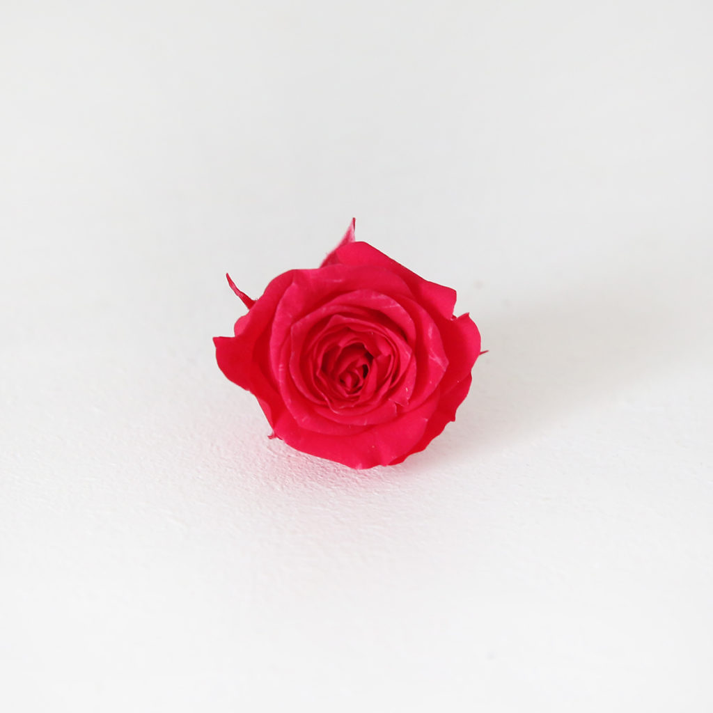29-bouton-de-rose-stabilisée-fushia-origine-atelier-floral