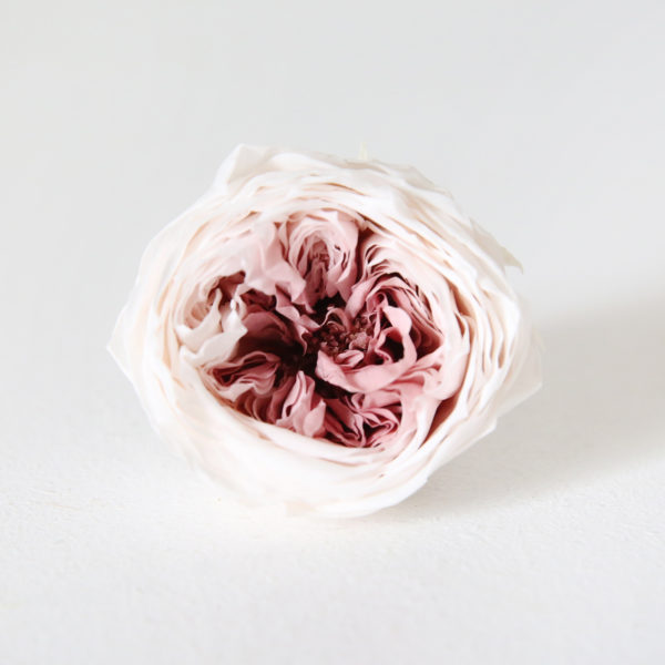 3-rose-anglaise-stabilisée-blanc-rosé-origine-atelier-floral
