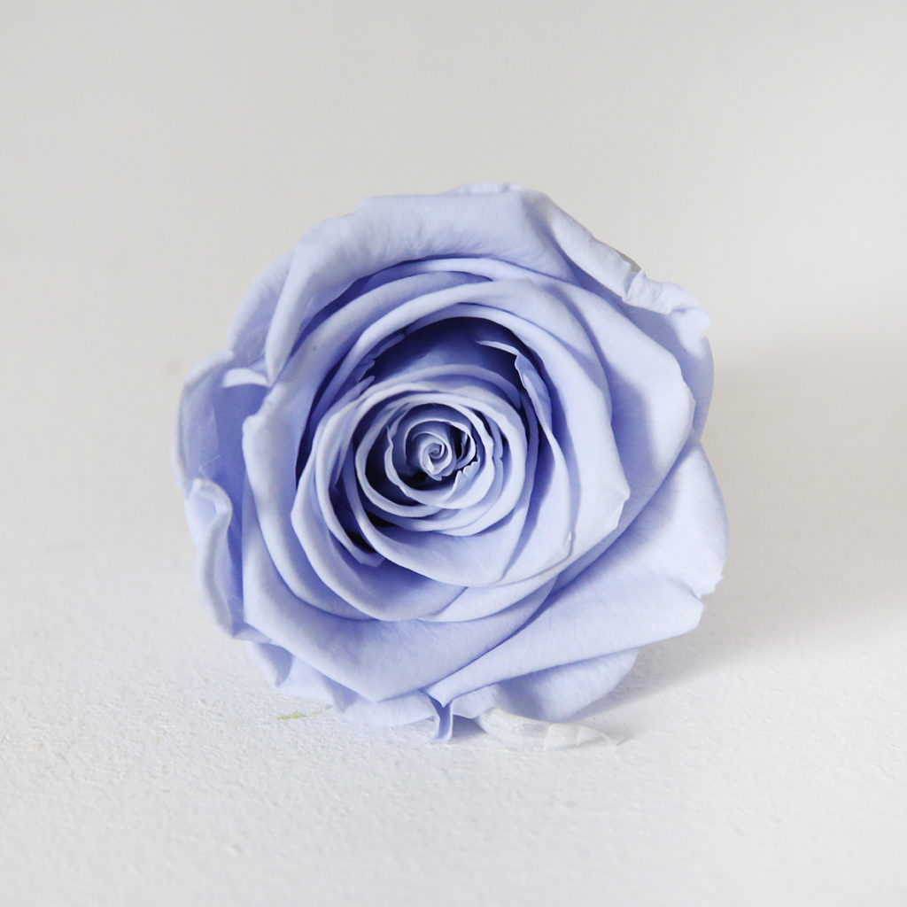 4-rose-bleu-stabilisée-origine-atelier-floral