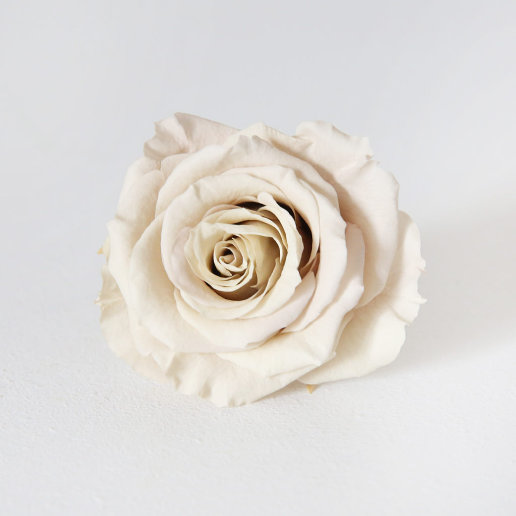 5-rose-stabilisée-crème-origine-atelier-floral