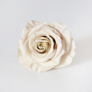 5-rose-stabilisée-crème-origine-atelier-floral