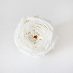 6-Rose-anglaise-stabilisée-anglaise-origine-atelier-floral