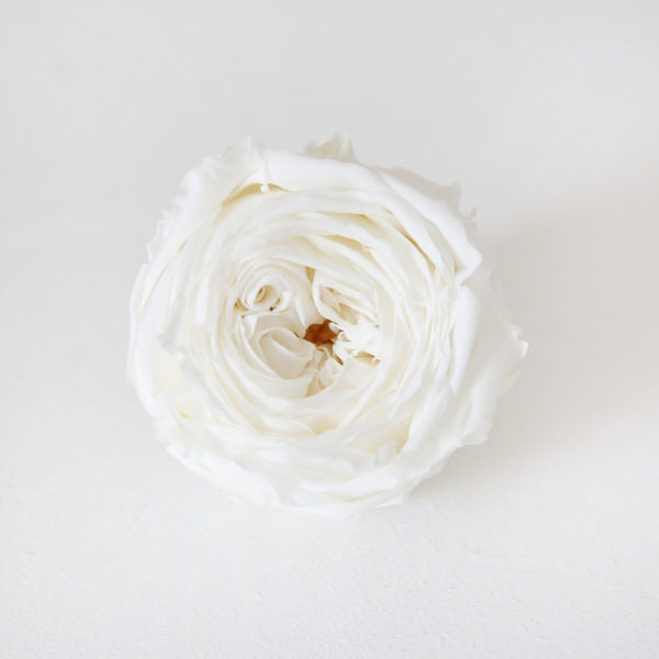 6-Rose-anglaise-stabilisée-anglaise-origine-atelier-floral