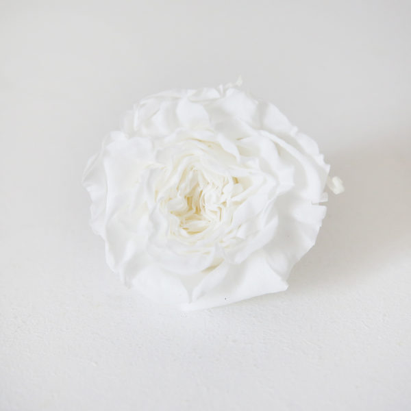 7-rose-blanche-stabilisée-origine-atelier-floral
