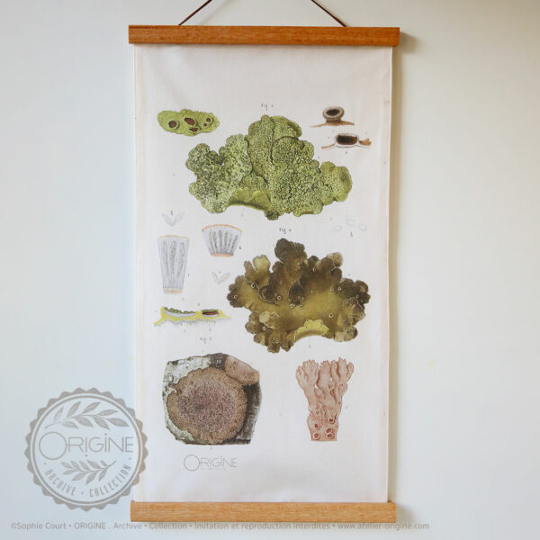 affiche-en-tissu-planche-botanique-origine-archive-collection-sophie-court-1