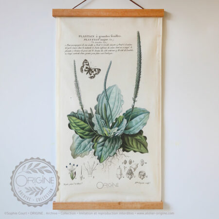 affiche-en-tissu-planche-botanique-origine-archive-collection-sophie-court-1