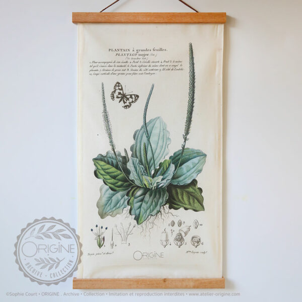 affiche-en-tissu-planche-botanique-origine-archive-collection-sophie-court-1