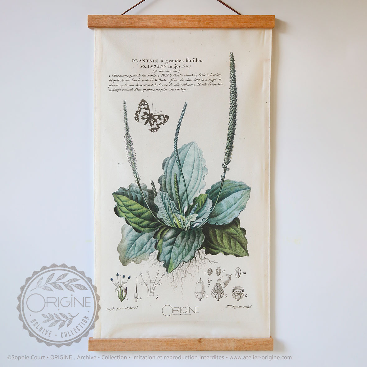 affiche-en-tissu-planche-botanique-origine-archive-collection-sophie-court-1