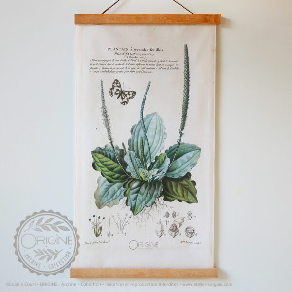 affiche-en-tissu-planche-botanique-origine-archive-collection-sophie-court-1