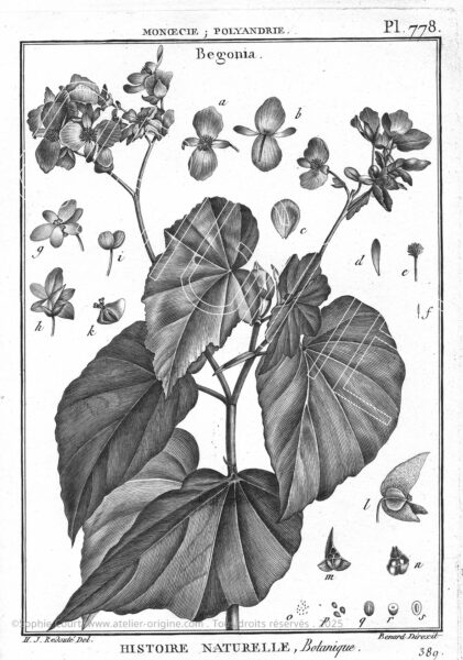 planche histoire naturelle Origine Archive collection Sophie Court