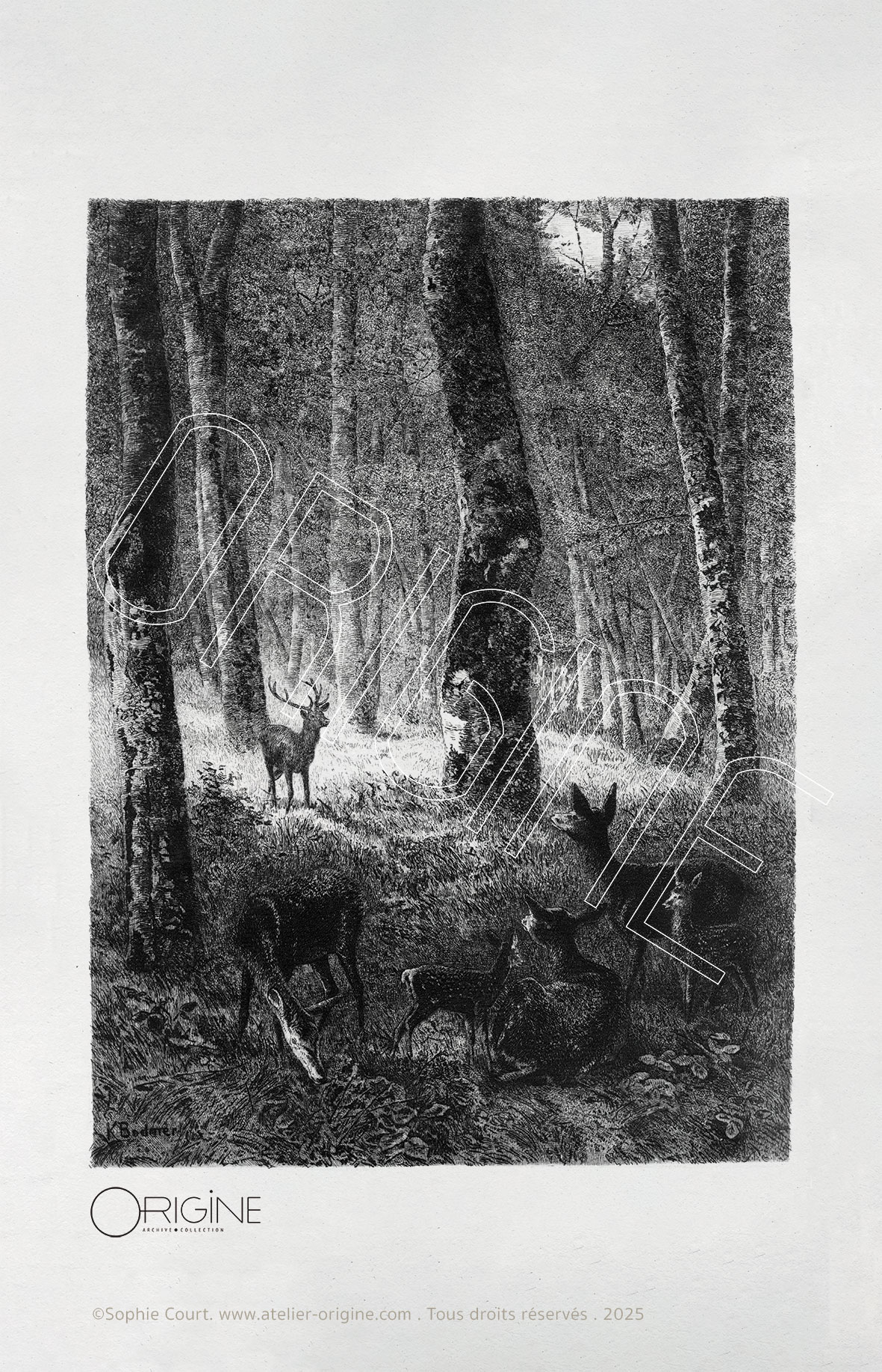 planche histoire naturelle Origine Archive collection Sophie Court