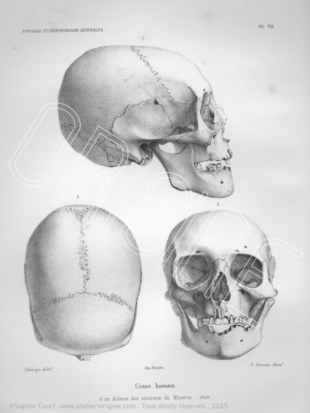 planche histoire naturelle Origine Archive collection Sophie Court