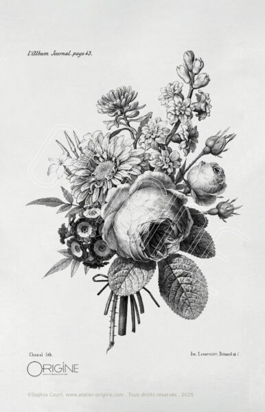 planche histoire naturelle Origine Archive collection Sophie Court