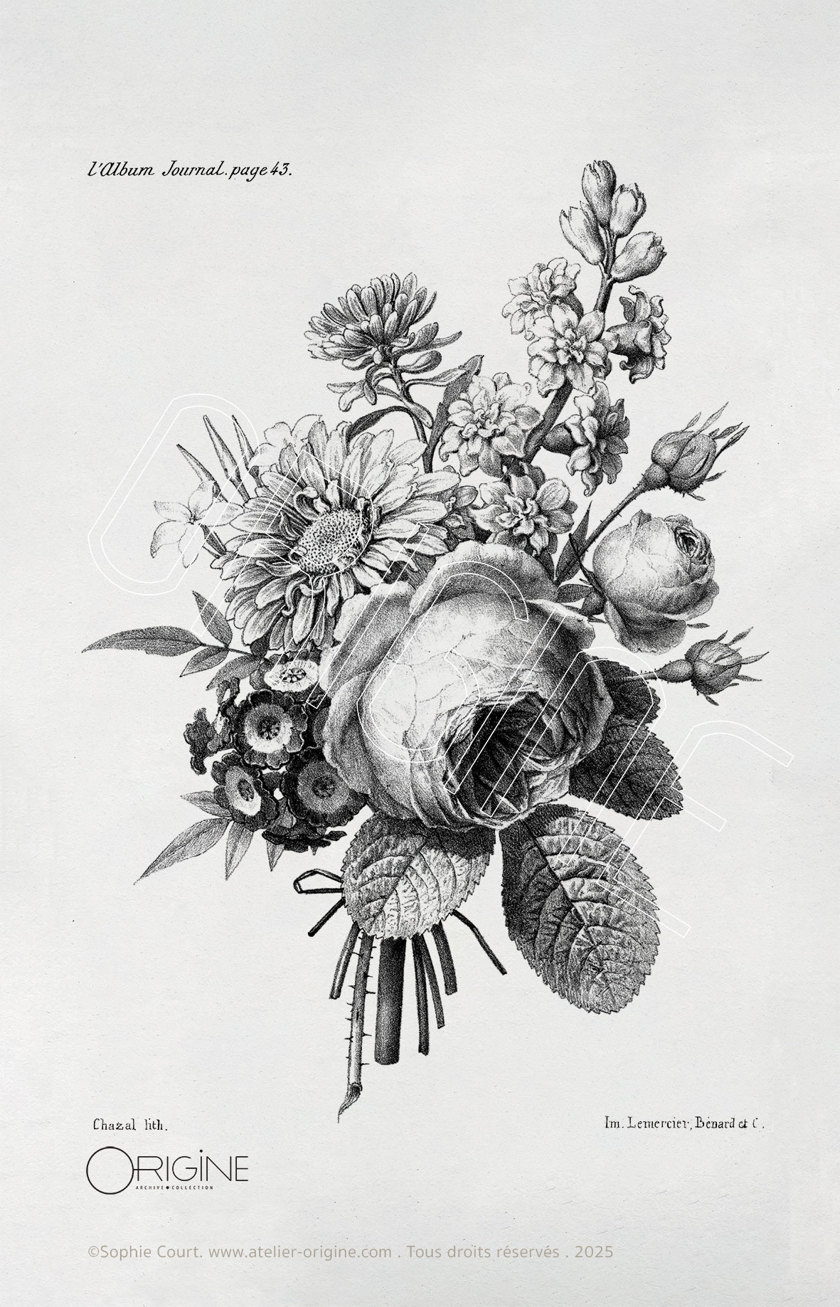 planche histoire naturelle Origine Archive collection Sophie Court