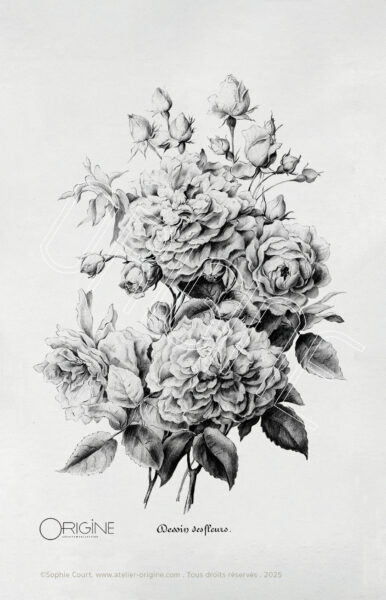 planche histoire naturelle Origine Archive collection Sophie Court