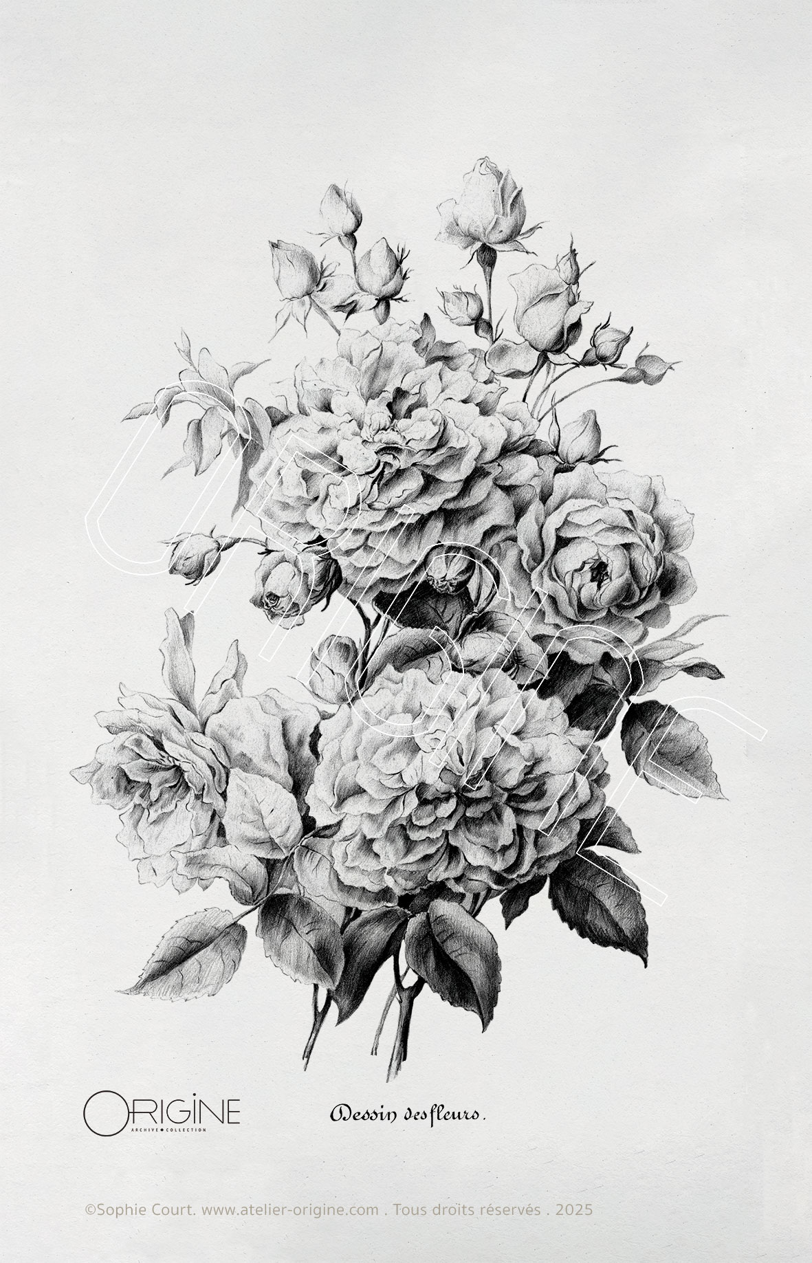 planche histoire naturelle Origine Archive collection Sophie Court