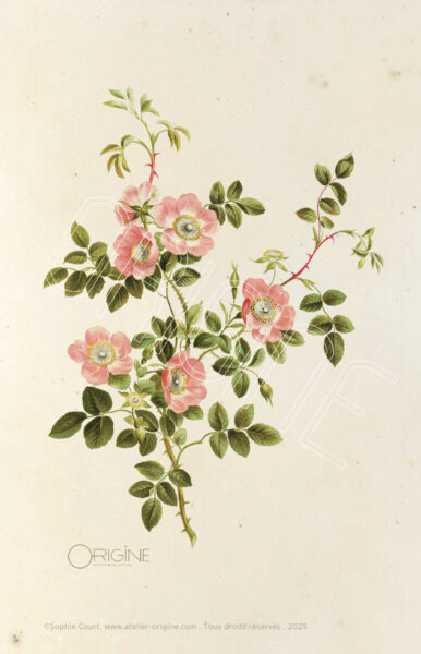 planche histoire naturelle Origine Archive collection Sophie Court