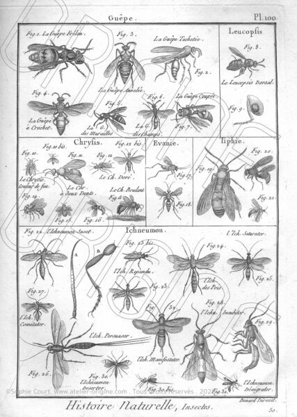 planche histoire naturelle Origine Archive collection Sophie Court