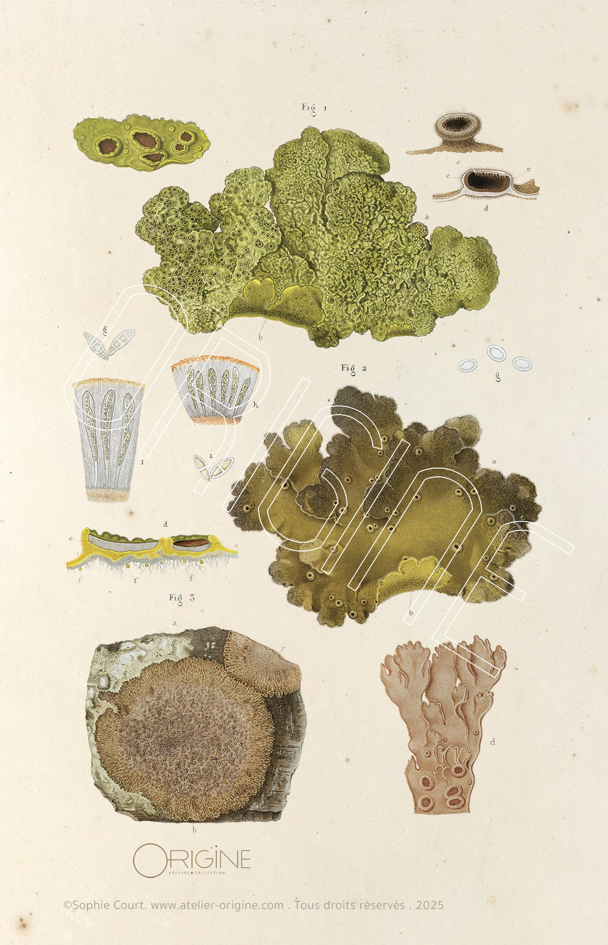 planche histoire naturelle Origine Archive collection Sophie Court