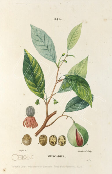 planche histoire naturelle Origine Archive collection Sophie Court