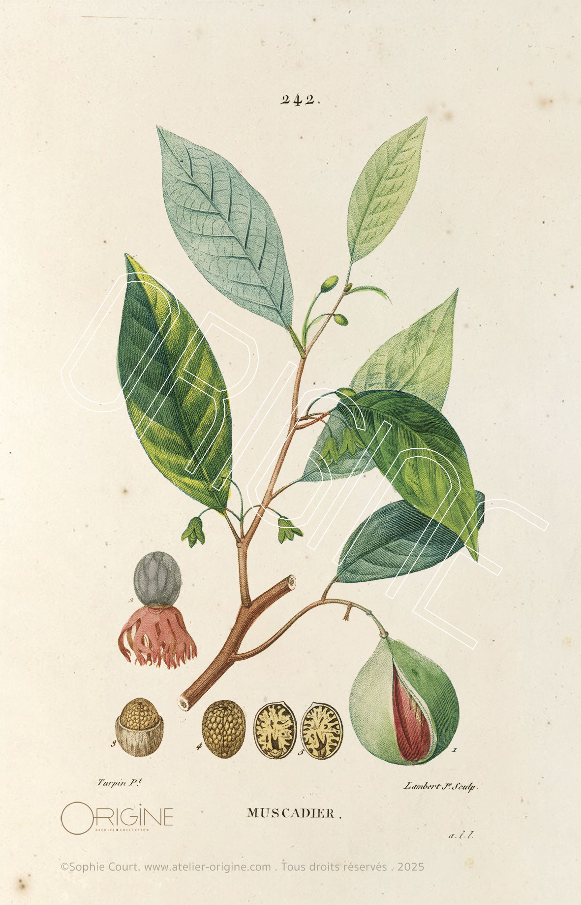 planche histoire naturelle Origine Archive collection Sophie Court