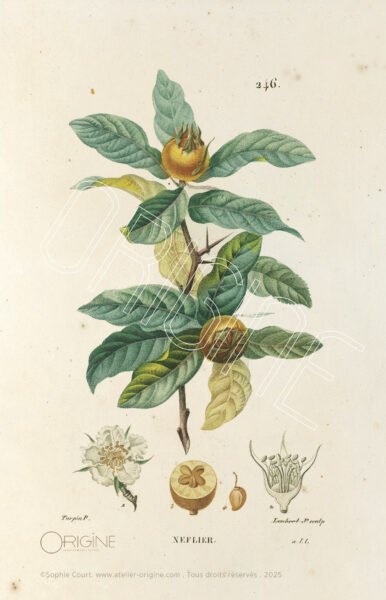 planche histoire naturelle Origine Archive collection Sophie Court