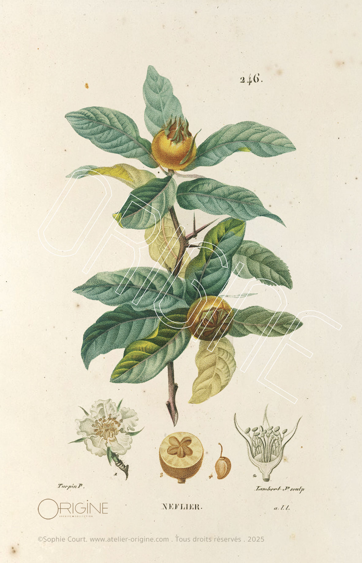 planche histoire naturelle Origine Archive collection Sophie Court