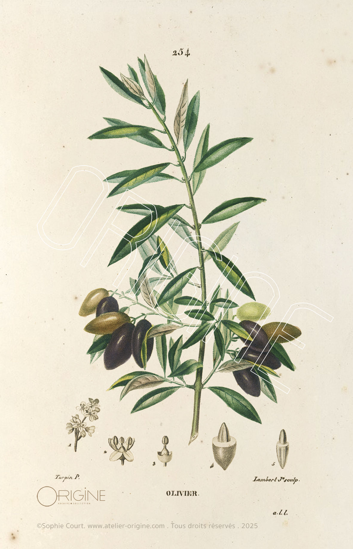 planche histoire naturelle Origine Archive collection Sophie Court