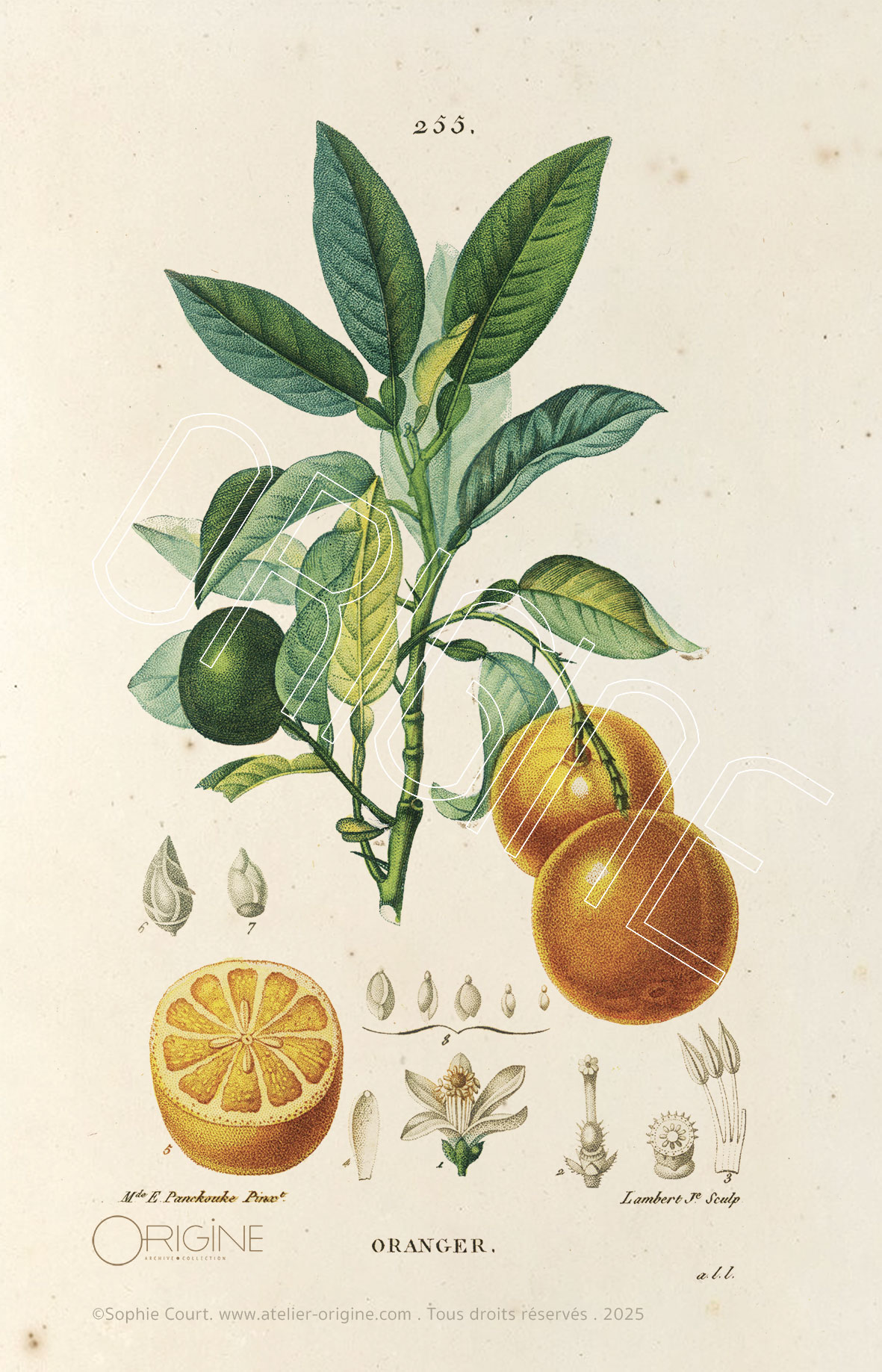 planche histoire naturelle Origine Archive collection Sophie Court